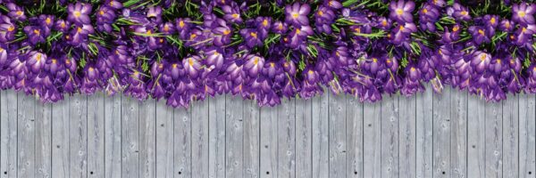 Krokusy - Osłona kwiatowa na balkon